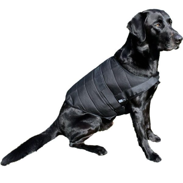 Retriever trägt Powerdog SX3 Hunde-Kühlweste von E.COOLINE